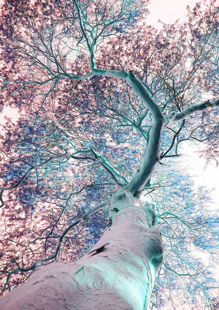 Fever Tree art print by Shot by Clint for $57.95 CAD