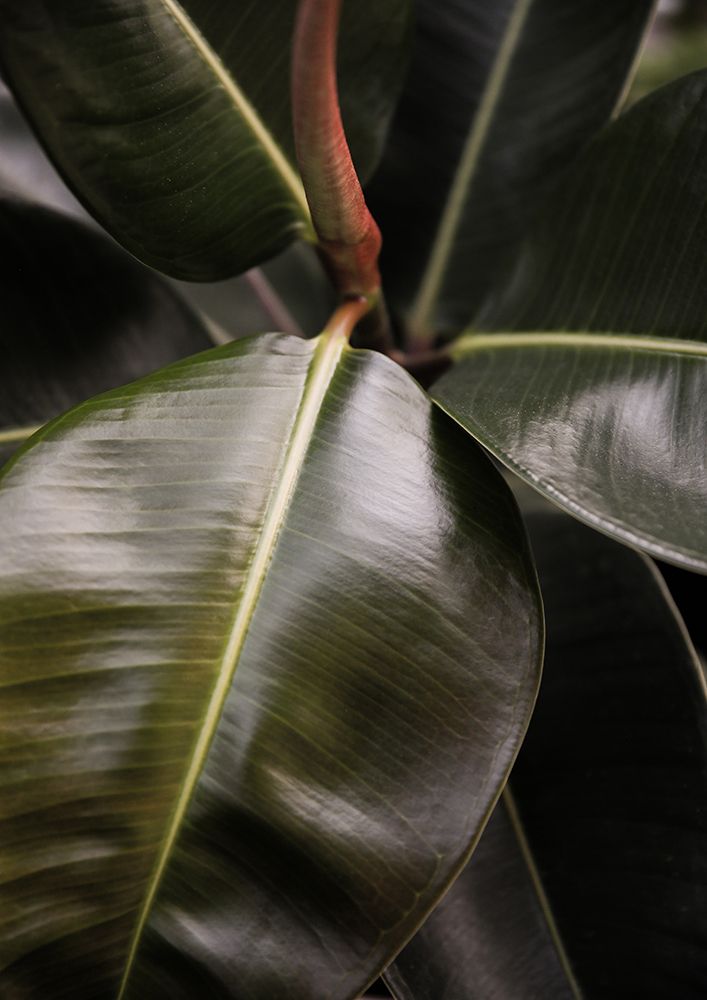 Ficus Bubu art print by Shot by Clint for $57.95 CAD