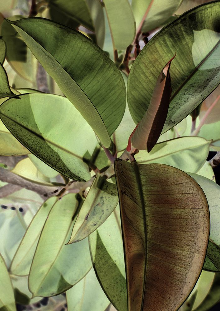 Ficus Elastica art print by Shot by Clint for $57.95 CAD