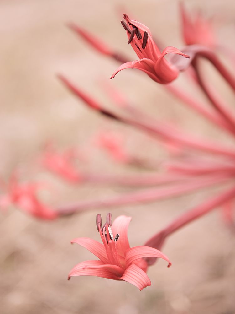 Fire Lilly No2 art print by Shot by Clint for $57.95 CAD