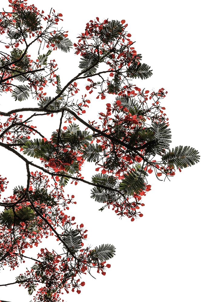 Flamboyant art print by Shot by Clint for $57.95 CAD