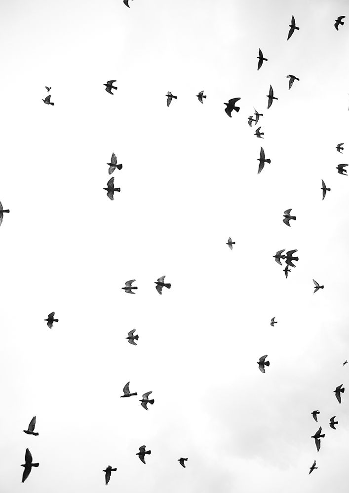 Flight a Freedom No3 art print by Shot by Clint for $57.95 CAD