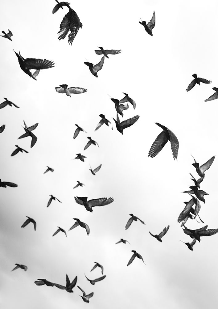Flight a Freedom No5 art print by Shot by Clint for $57.95 CAD