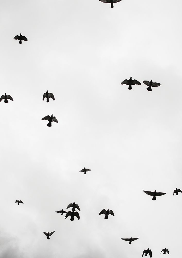 Flight a Freedom No4 art print by Shot by Clint for $57.95 CAD