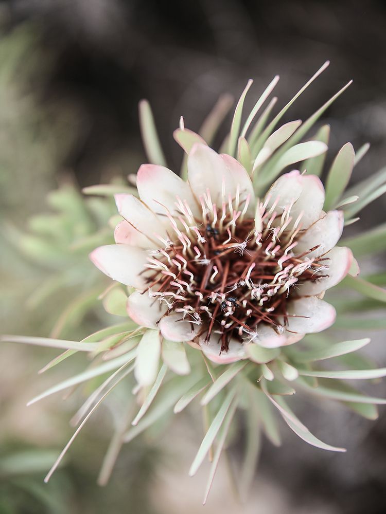 Flos art print by Shot by Clint for $57.95 CAD