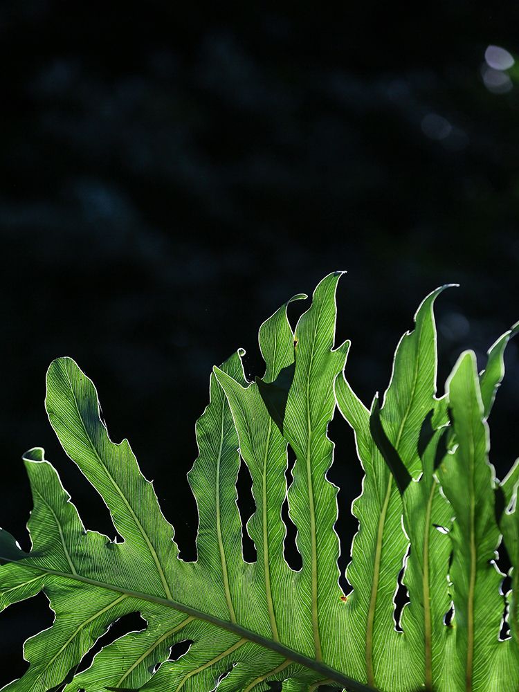 Folium art print by Shot by Clint for $57.95 CAD