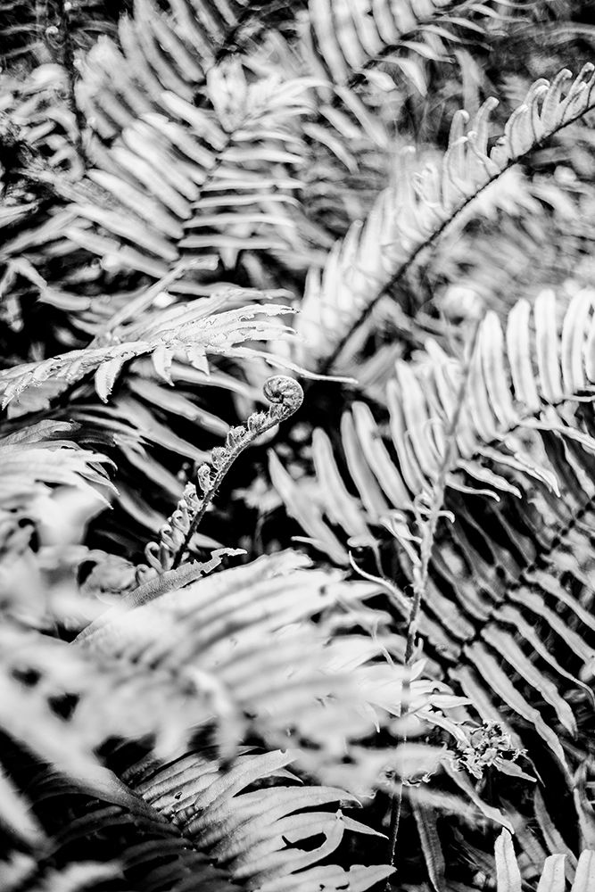 Forest Fern art print by Shot by Clint for $57.95 CAD