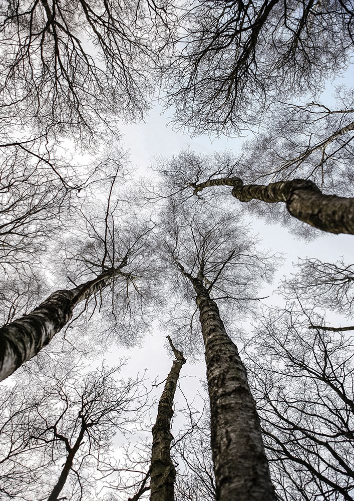 Forest No1 art print by Shot by Clint for $57.95 CAD