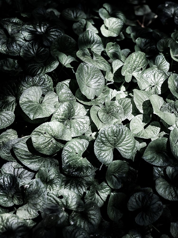 Forest Floor art print by Shot by Clint for $57.95 CAD