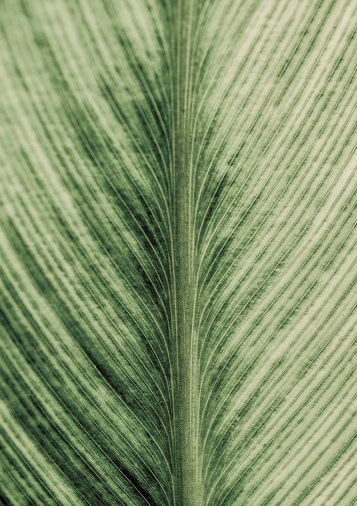 Forest Jewel art print by Shot by Clint for $57.95 CAD