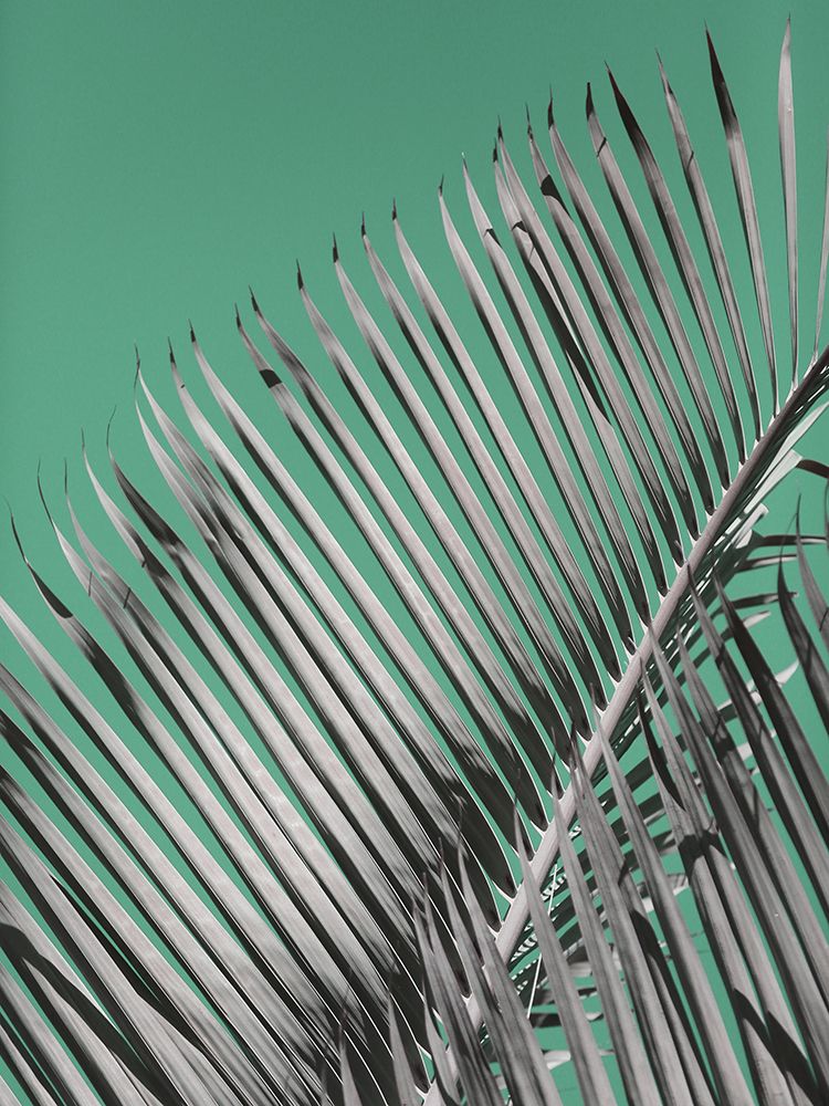 Frondis art print by Shot by Clint for $57.95 CAD