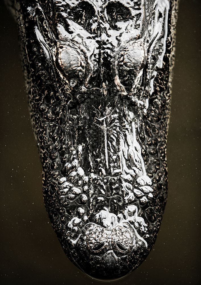 Gator art print by Shot by Clint for $57.95 CAD