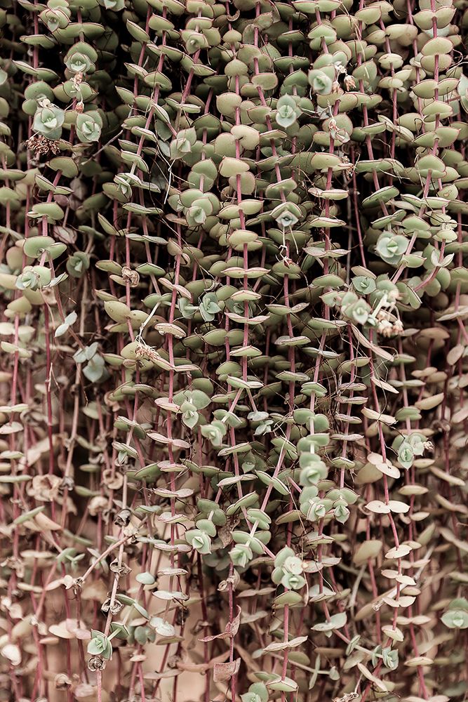 Hanging Garden art print by Shot by Clint for $57.95 CAD