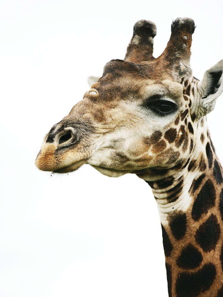 Hello art print by Shot by Clint for $57.95 CAD