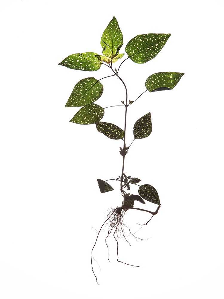 Herbarium 01 art print by Shot by Clint for $57.95 CAD