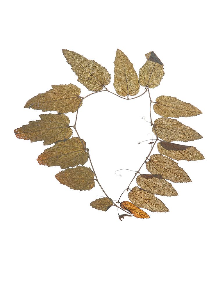 Herbarium 02 art print by Shot by Clint for $57.95 CAD