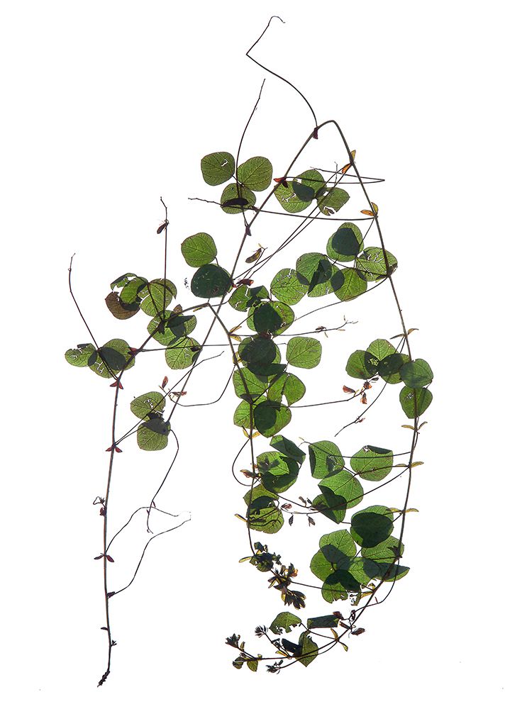 Herbarium 03 art print by Shot by Clint for $57.95 CAD