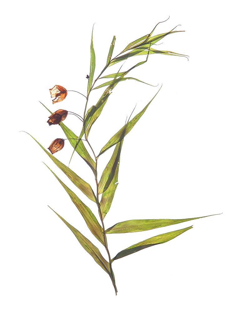 Herbarium 04 art print by Shot by Clint for $57.95 CAD