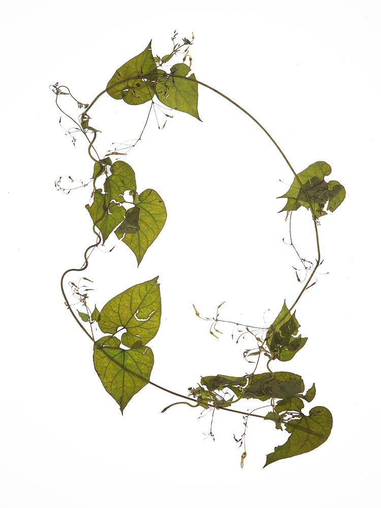 Herbarium 05 art print by Shot by Clint for $57.95 CAD