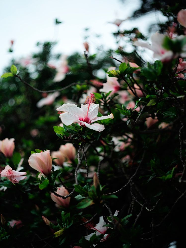 Hibiscus 01 art print by Shot by Clint for $57.95 CAD