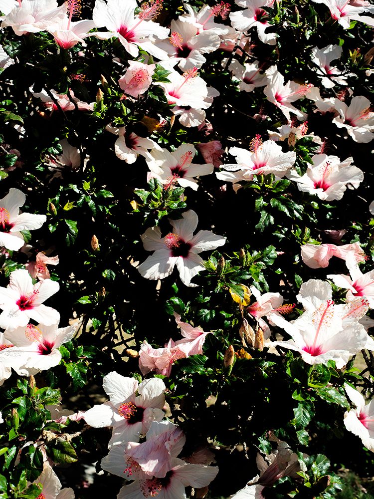 Hibiscus 02 art print by Shot by Clint for $57.95 CAD