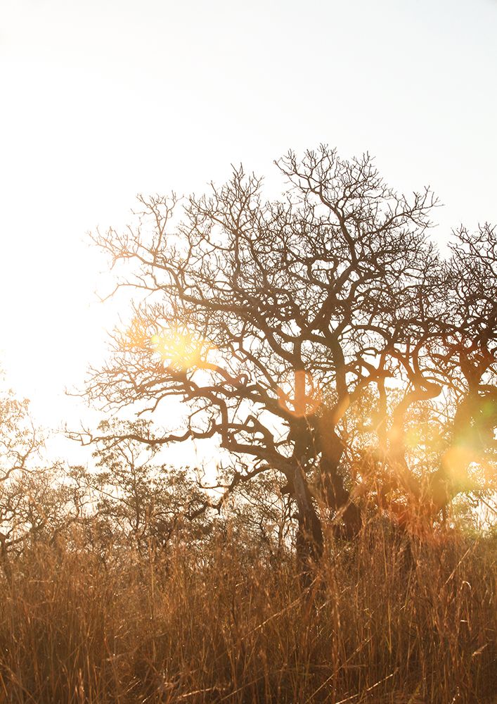 Highveld 02 art print by Shot by Clint for $57.95 CAD