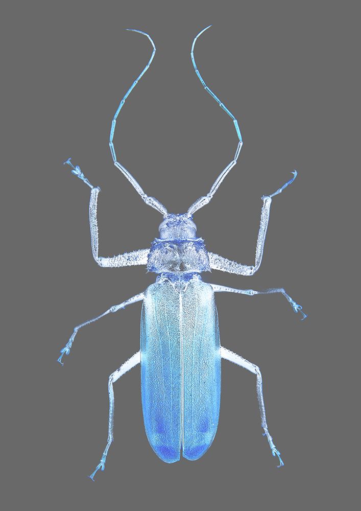 Insect Evolution art print by Shot by Clint for $57.95 CAD