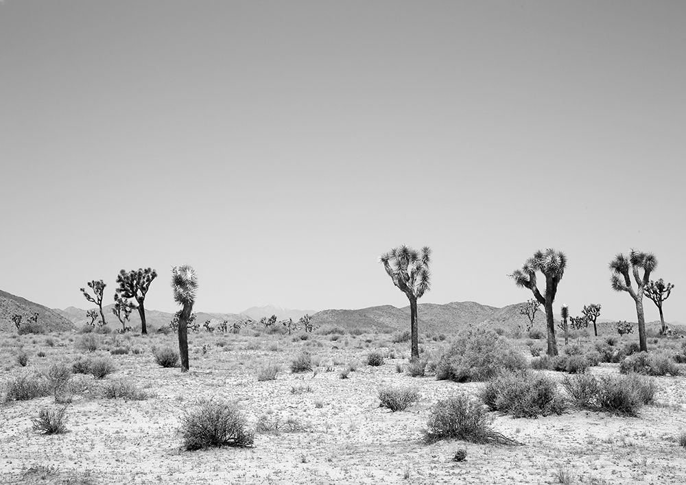 Into the West art print by Shot by Clint for $57.95 CAD