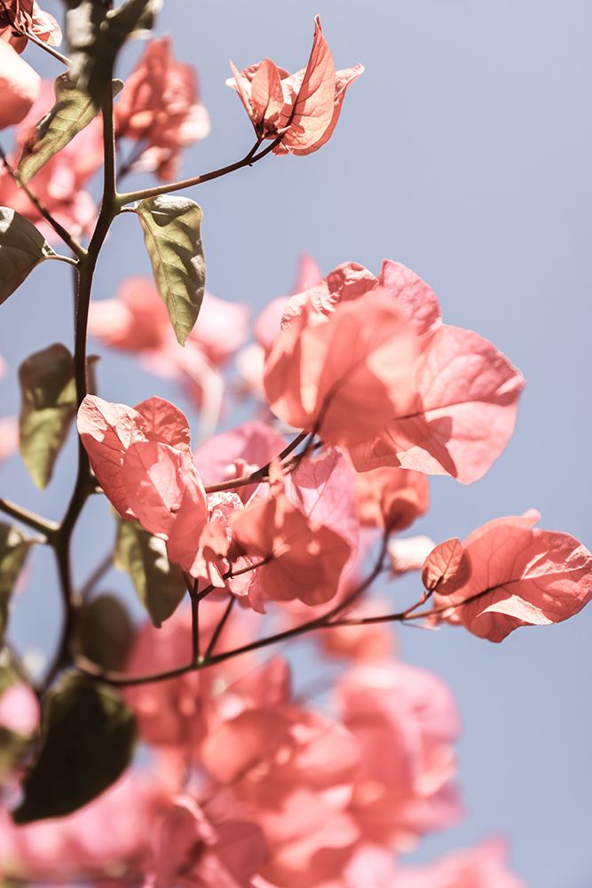 Island Bloom 02 art print by Shot by Clint for $57.95 CAD