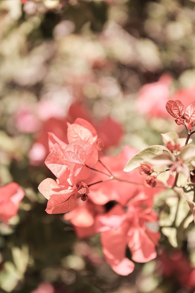 Island Bloom art print by Shot by Clint for $57.95 CAD