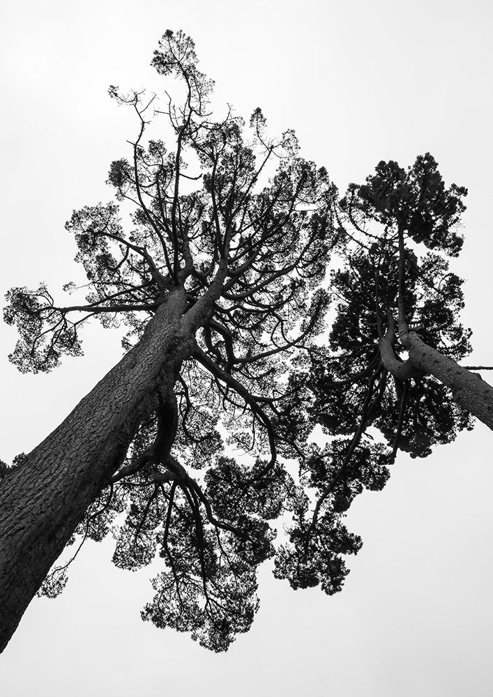 Japanese Garden 02 art print by Shot by Clint for $57.95 CAD