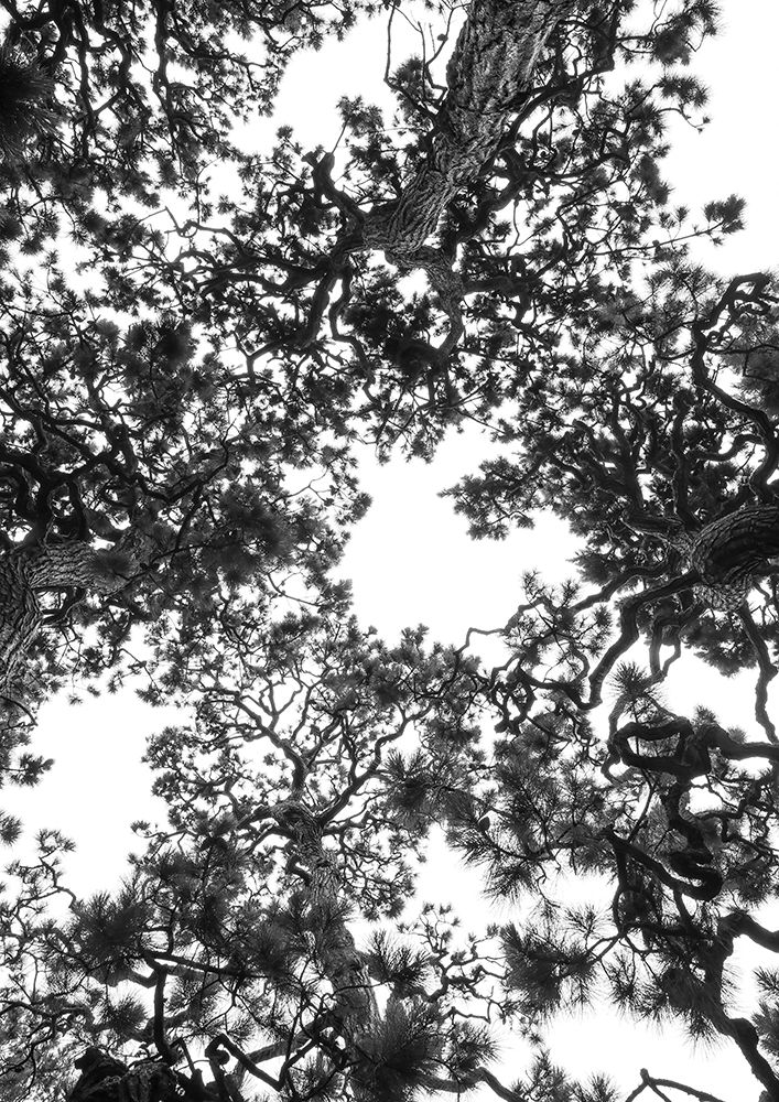 Japanese Garden 04 art print by Shot by Clint for $57.95 CAD