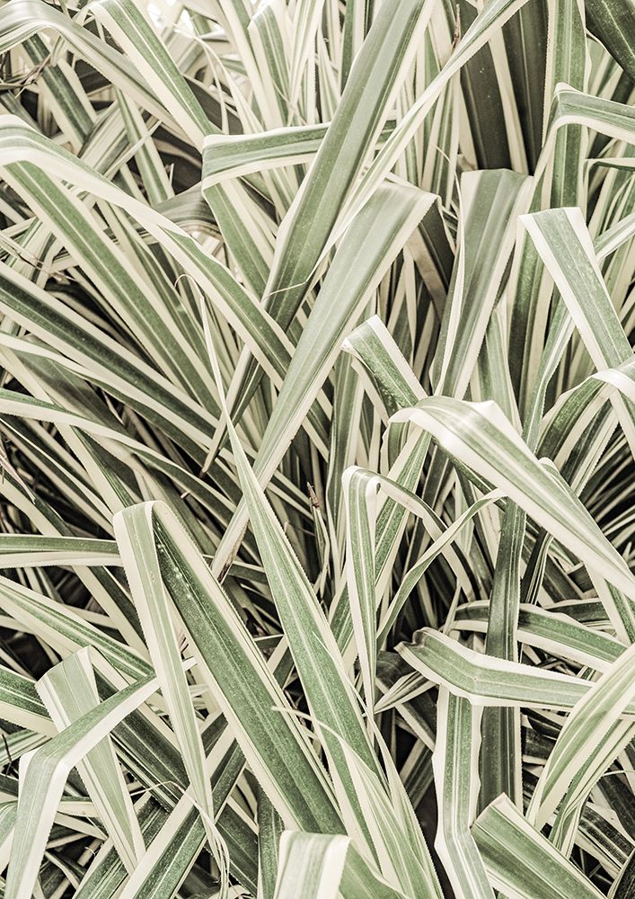 Jazzy Jungle art print by Shot by Clint for $57.95 CAD