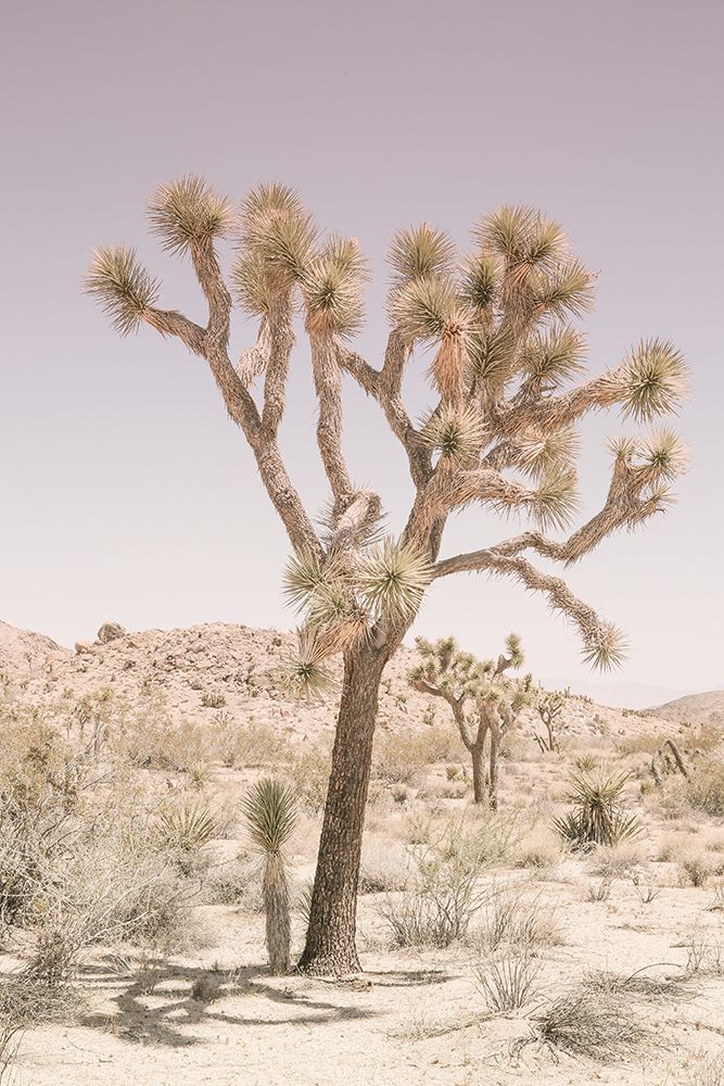 Joshua Tree art print by Shot by Clint for $57.95 CAD