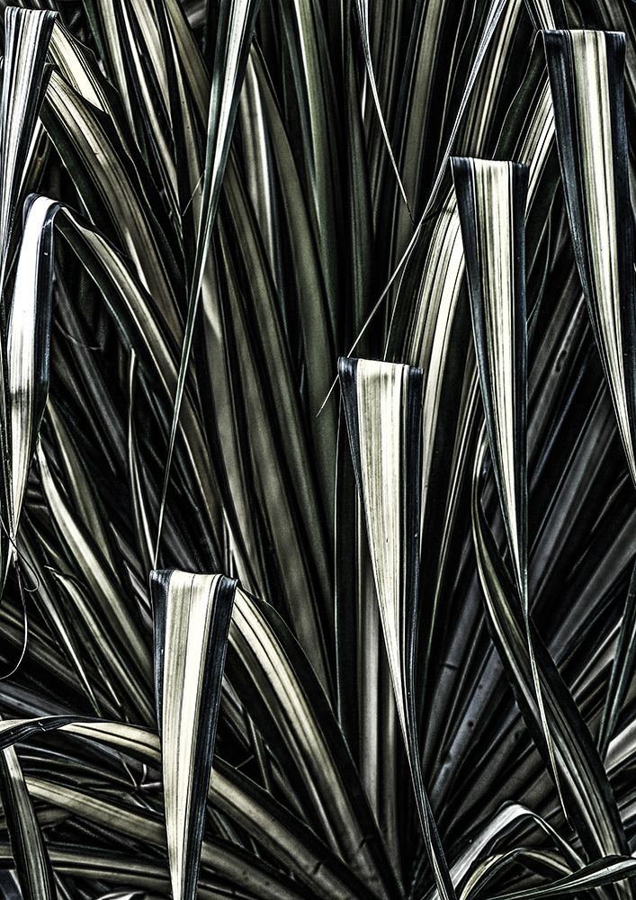 Jungle Brush art print by Shot by Clint for $57.95 CAD