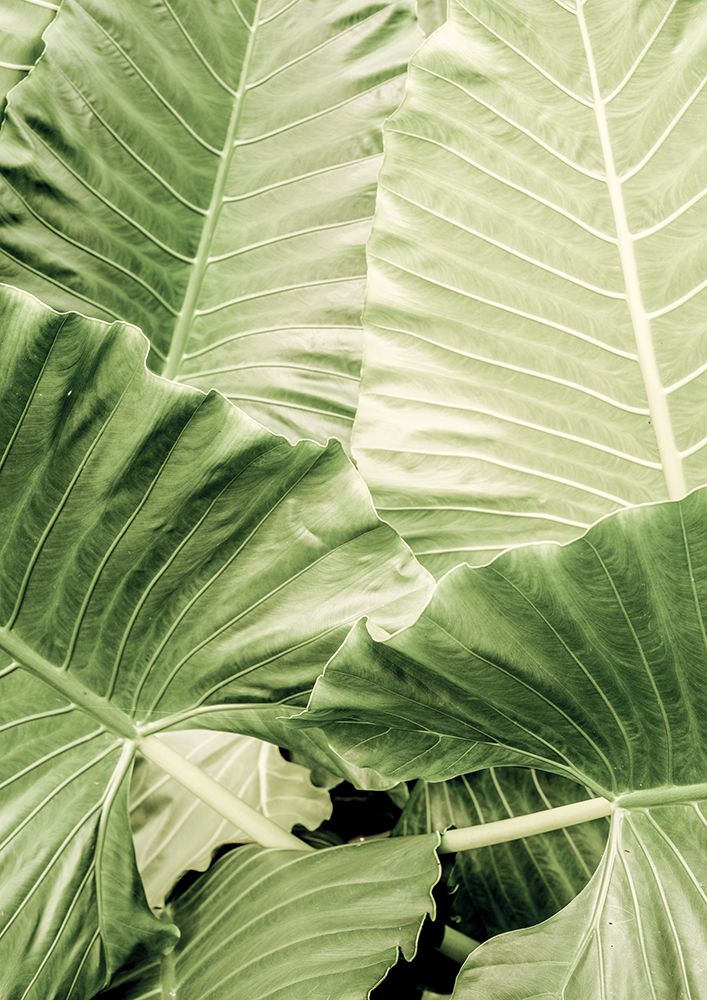 Jungle Fever art print by Shot by Clint for $57.95 CAD