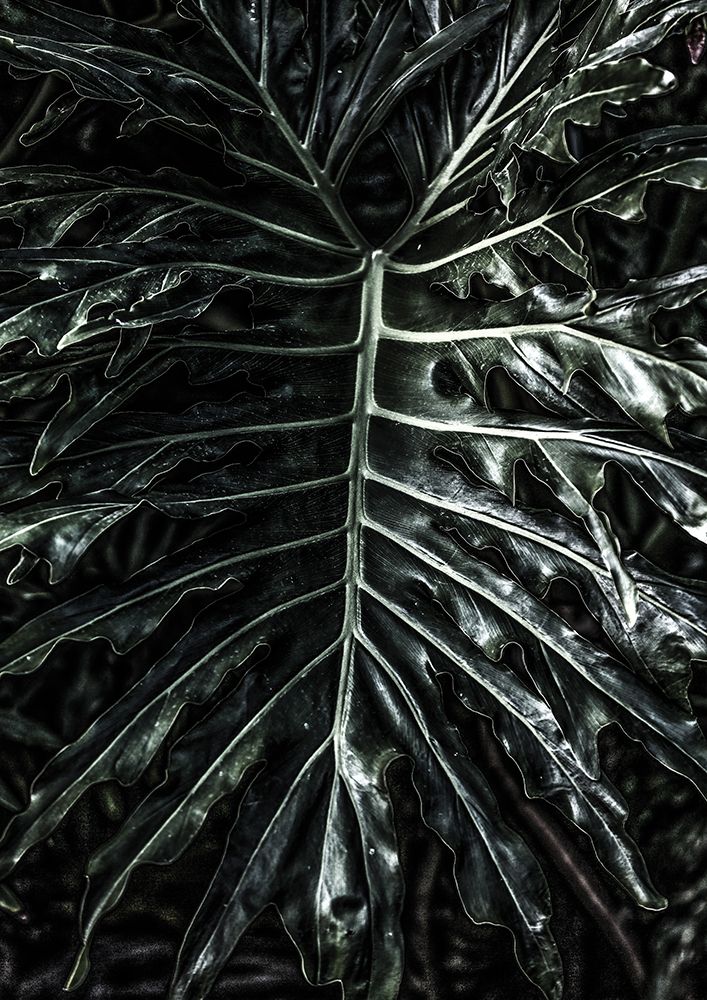 Jungle art print by Shot by Clint for $57.95 CAD