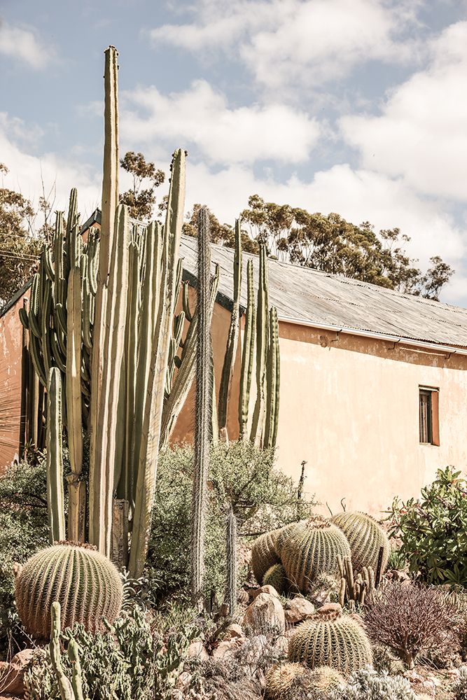 Karoo Garden 02 art print by Shot by Clint for $57.95 CAD