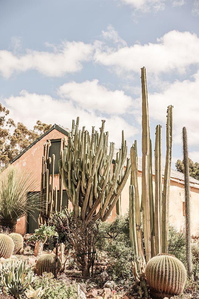 Karoo Garden art print by Shot by Clint for $57.95 CAD