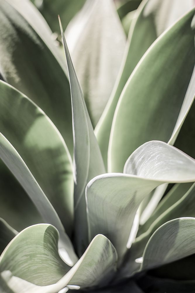 Karro Bloom art print by Shot by Clint for $57.95 CAD