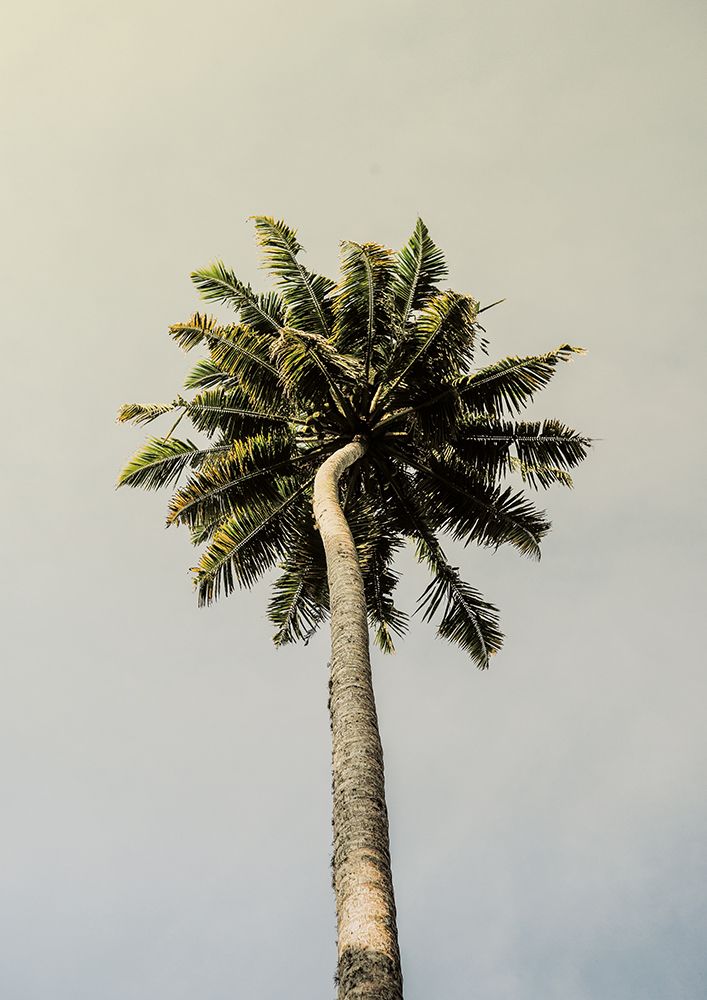 King Palm art print by Shot by Clint for $57.95 CAD