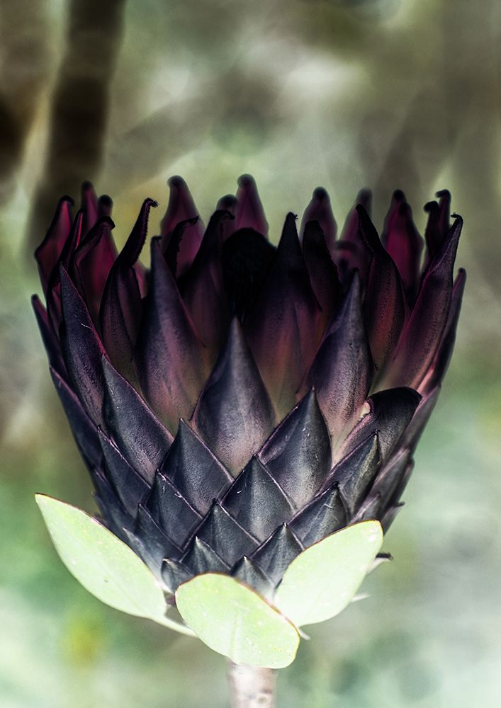 King Protea 01 art print by Shot by Clint for $57.95 CAD