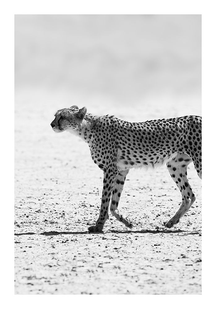 Kitty Kat 02 art print by Shot by Clint for $57.95 CAD