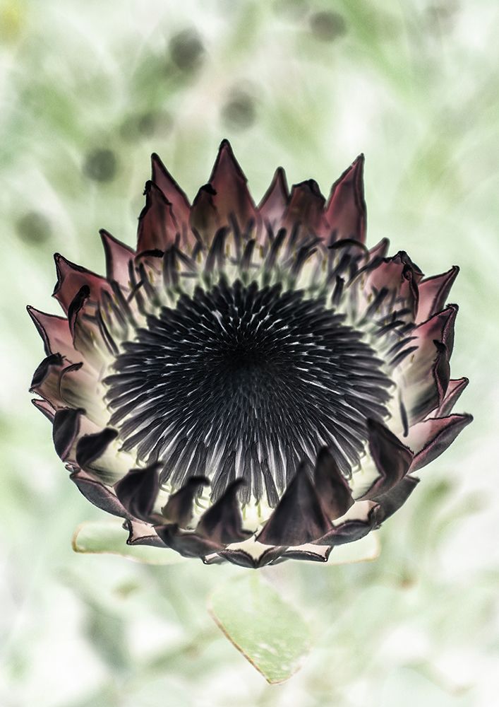King Protea 02 art print by Shot by Clint for $57.95 CAD