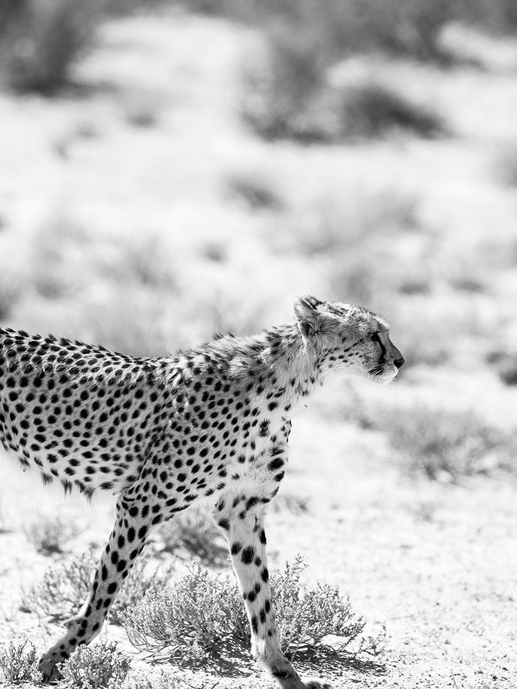 Kitty Kat art print by Shot by Clint for $57.95 CAD