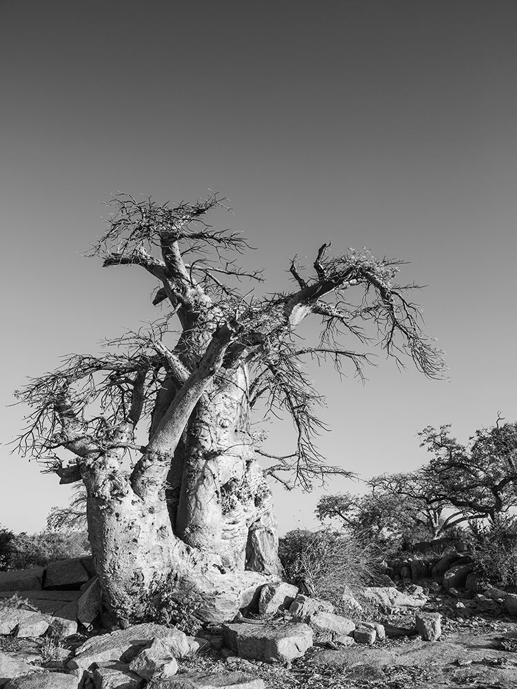 Kubu art print by Shot by Clint for $57.95 CAD