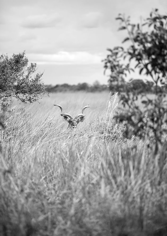 Kudu art print by Shot by Clint for $57.95 CAD