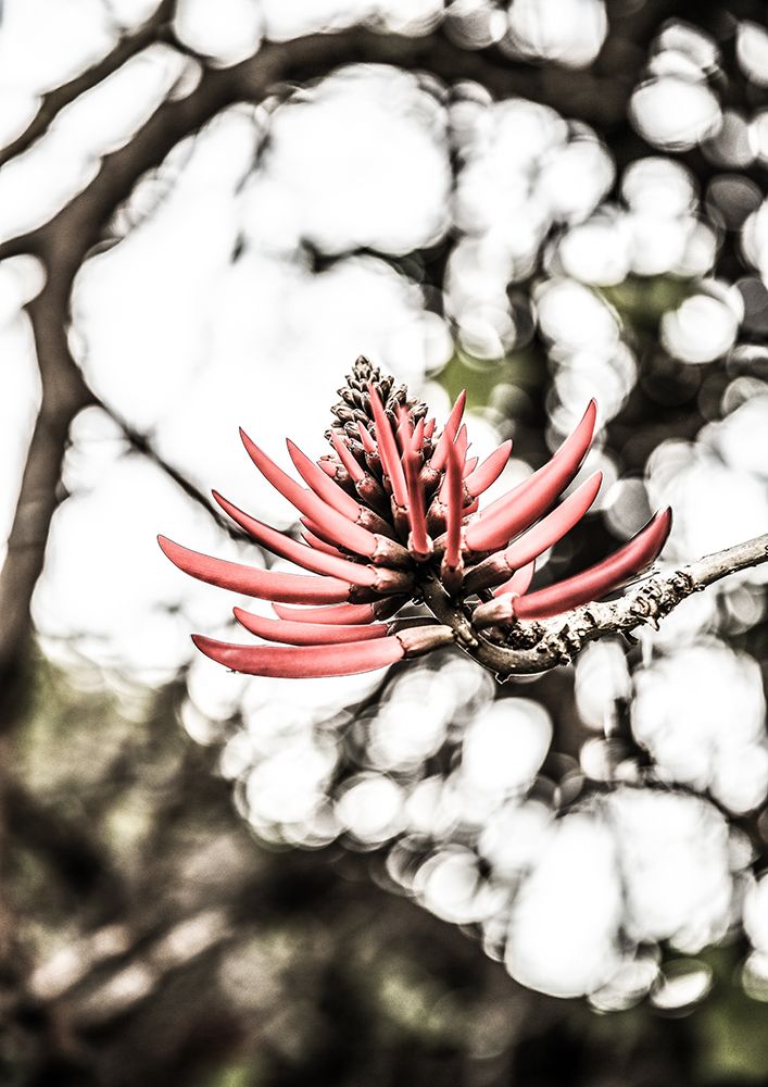 La Coral art print by Shot by Clint for $57.95 CAD