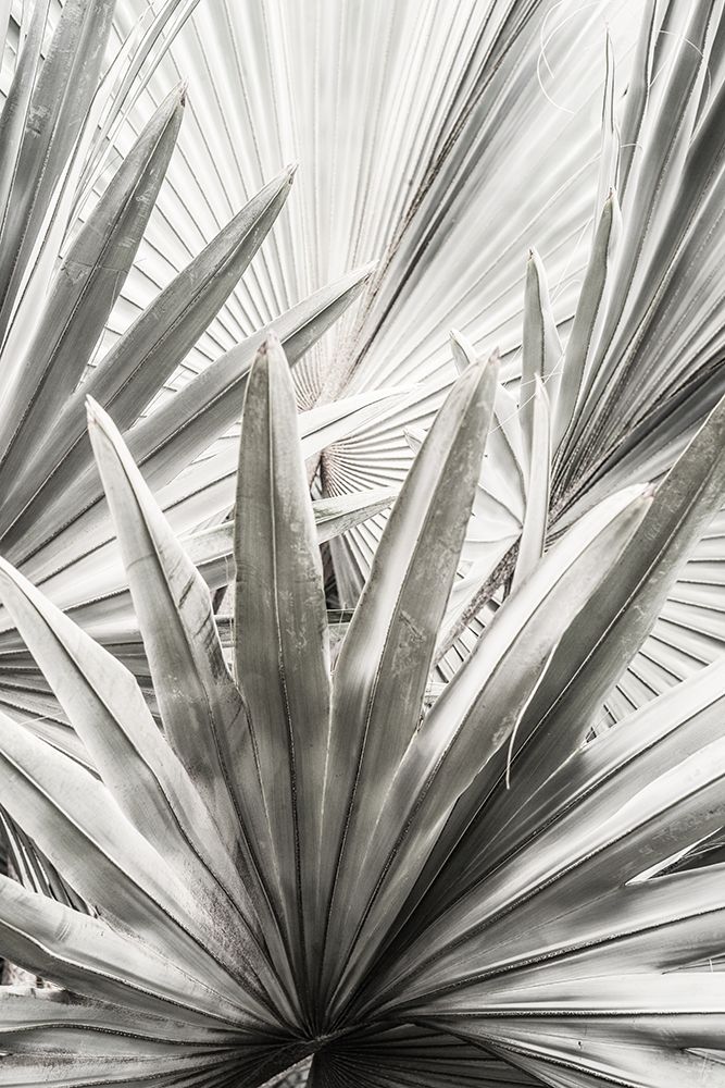Lala Palm art print by Shot by Clint for $57.95 CAD