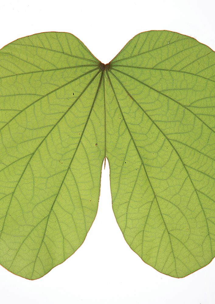 Leaf Butt art print by Shot by Clint for $57.95 CAD